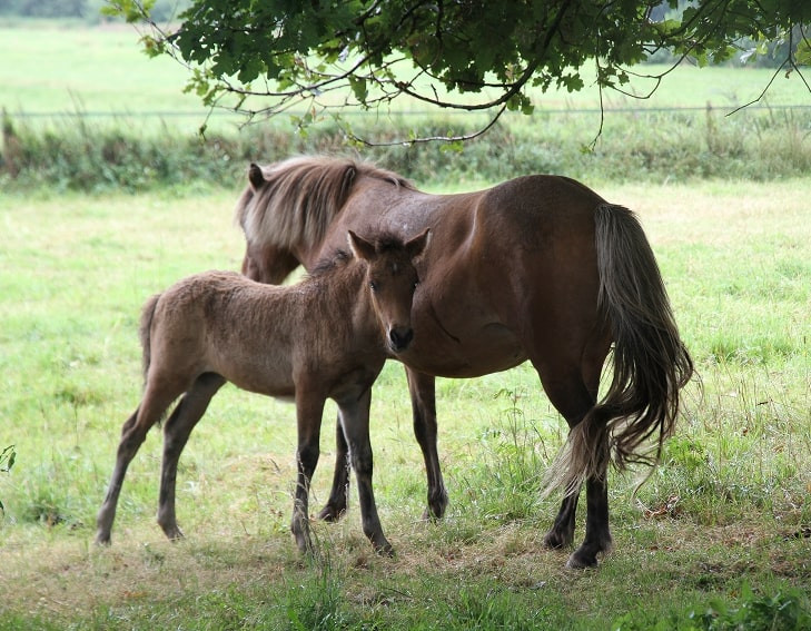 mother and baby horses