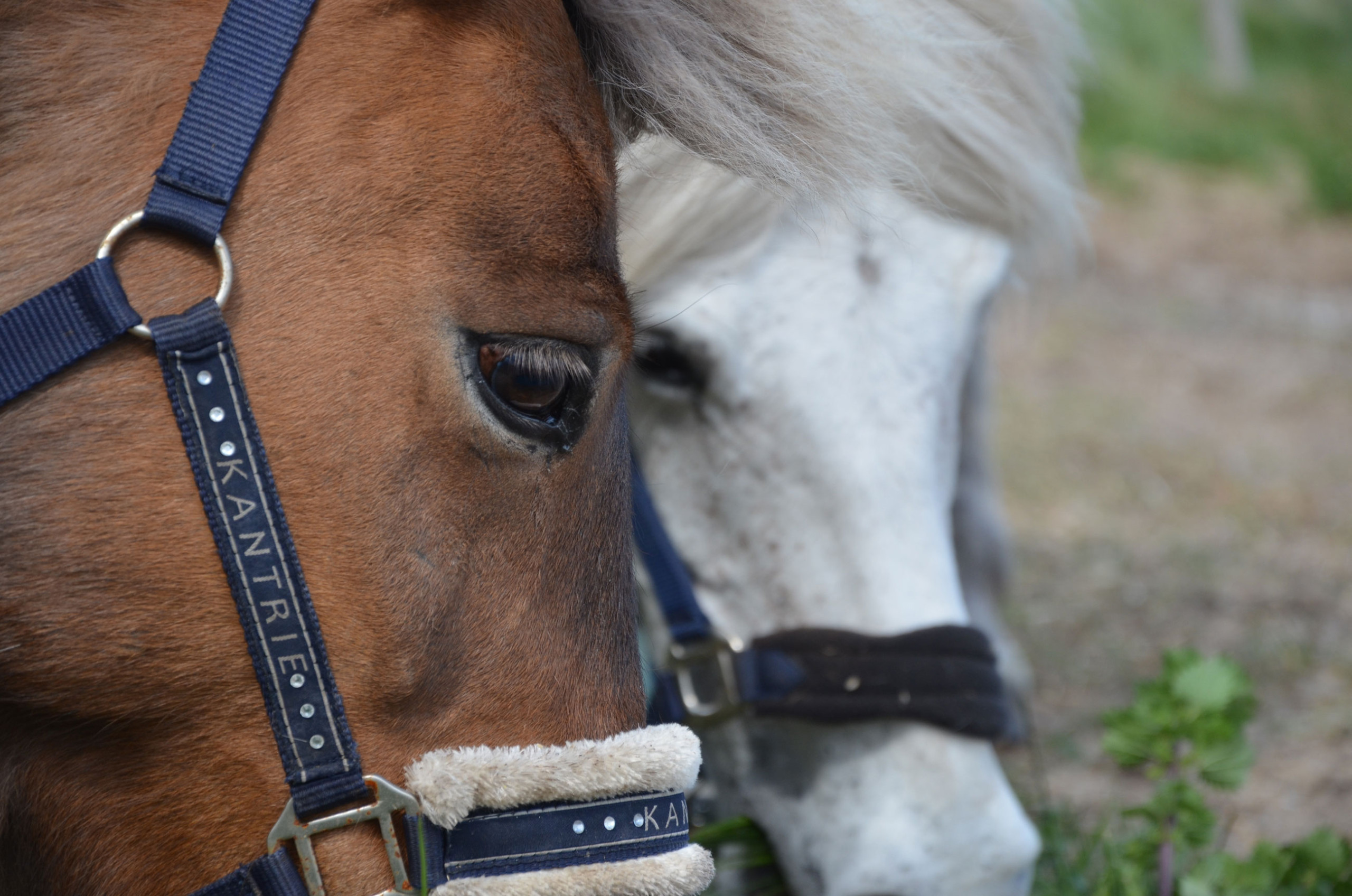 das Gesicht von zwei Pferden, einem weißen und einem schwarzen