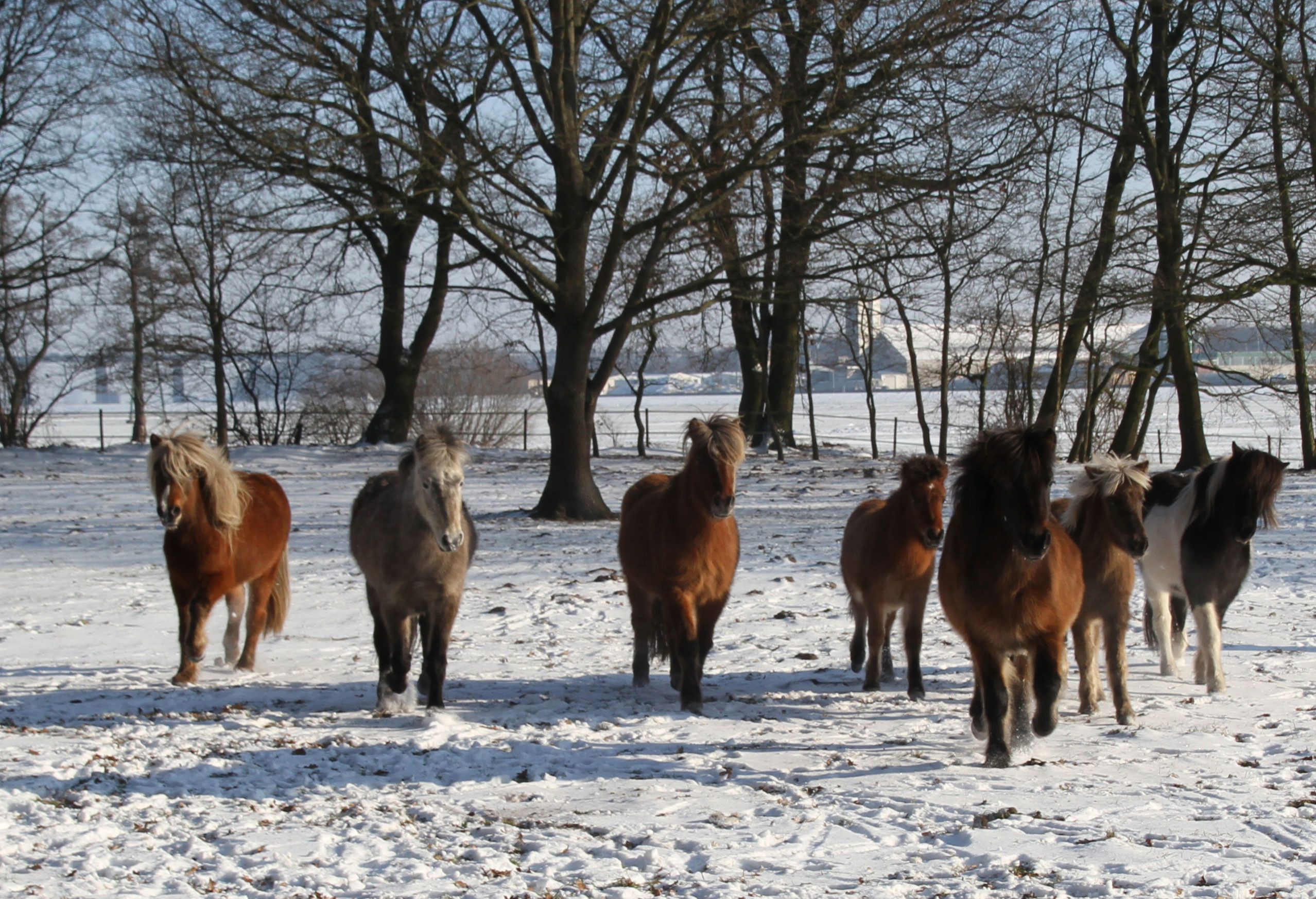 winterfreuden der jungstuten