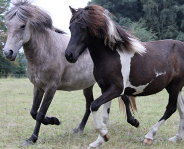Laufende Pferde, ein helles und ein dunkles