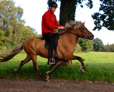 ein Reiter und ein Pferd auf einer Landstraße