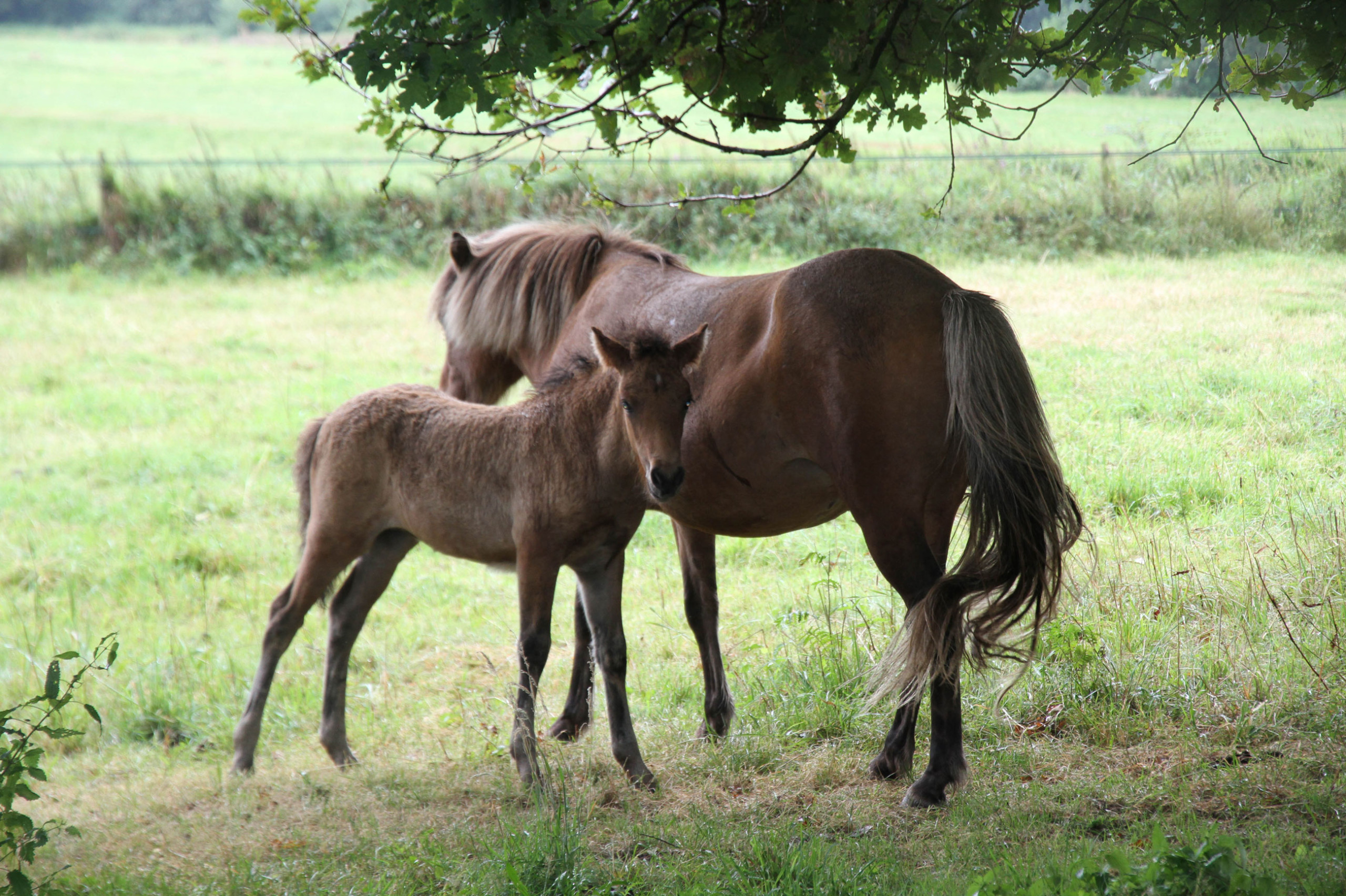 mother and baby horses